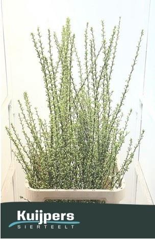 <h4>PRUNUS GLAND VERTAKT</h4>