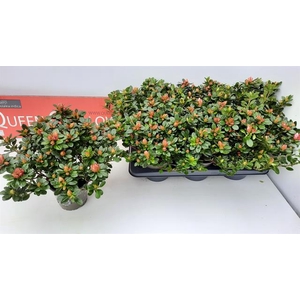 Rhododendron simsii Sachenstern 14Ø 35cm 35Ø