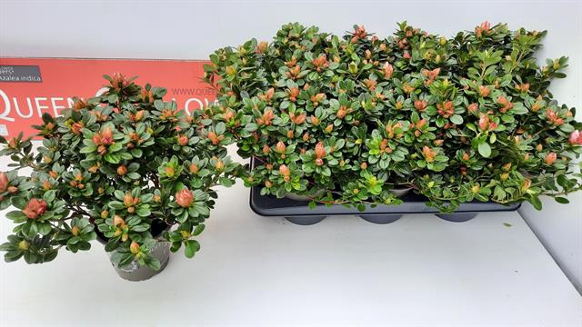 Rhododendron simsii Sachenstern 14Ø 35cm 35Ø