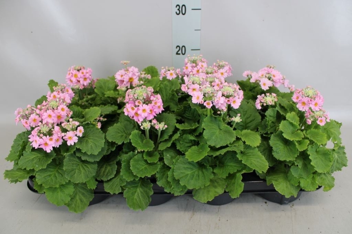 <h4>Primula malacoides</h4>