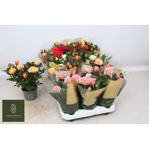 ROSA KORDANA GRANDE MIX
