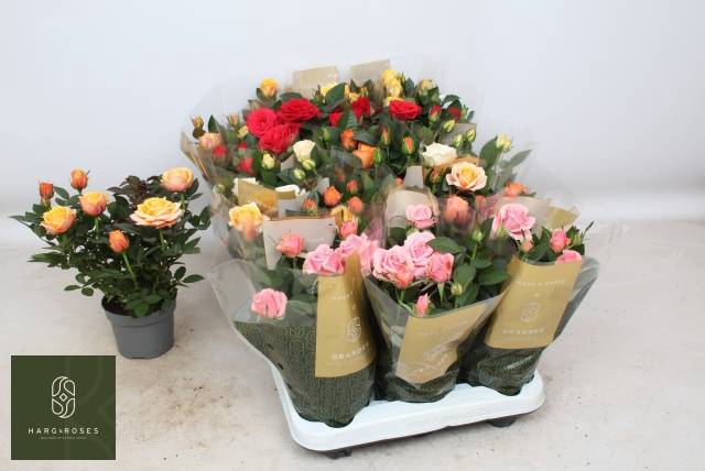 <h4>ROSA KORDANA GRANDE MIX</h4>