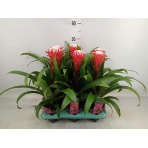 Guzmania  'Hope'
