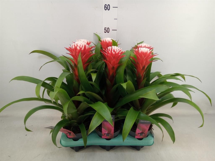<h4>Guzmania  'Hope'</h4>