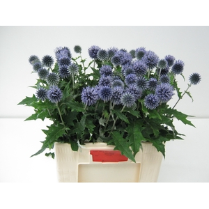 Echinops Blue Globe Akershoek