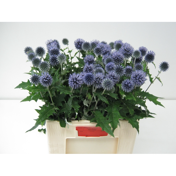 <h4>ECHIN BA BLUE GLOBE</h4>