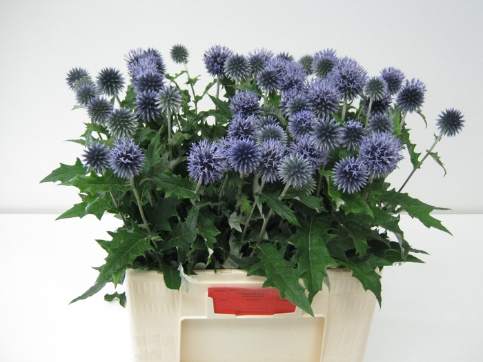 <h4>ECHIN BA BLUE GLOBE</h4>