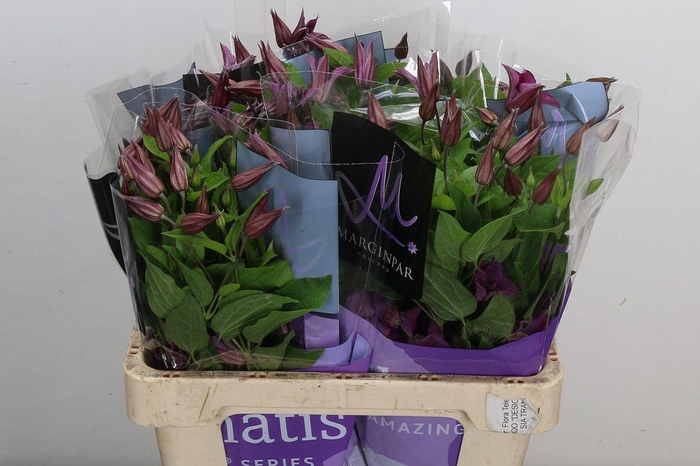 <h4>Clem Amazing Kyiv</h4>