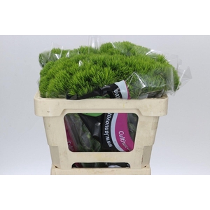 Dianthus Br Kiwi Mellow