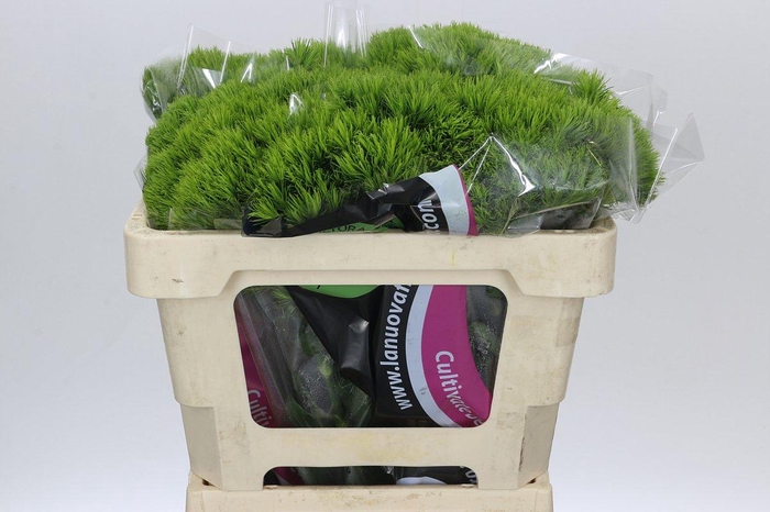 <h4>Dianthus Br Kiwi Mellow</h4>