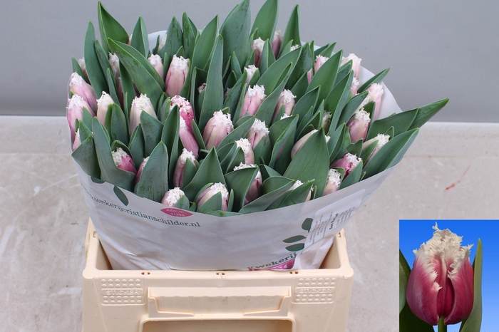 <h4>TU FR SAN RAFFAEL</h4>