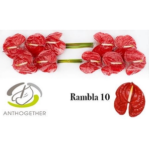 Anth A Rambla 15 cm X10 Bouman