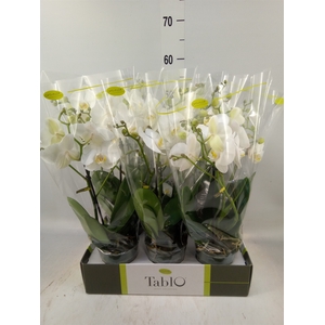 Phalaenopsis   ...white