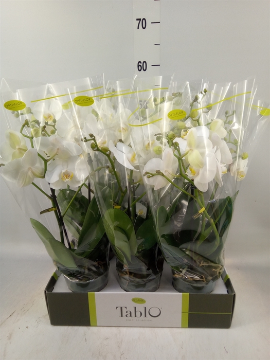 <h4>Phalaenopsis   ...white</h4>