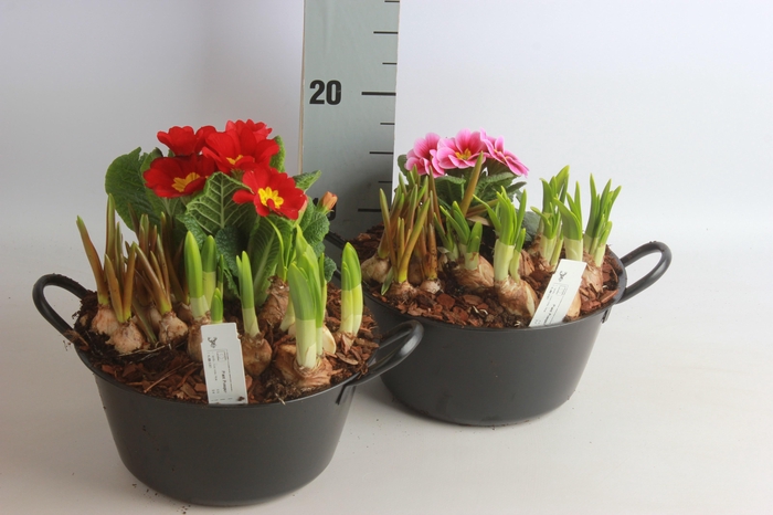 <h4>ARR TUINPLANTEN</h4>