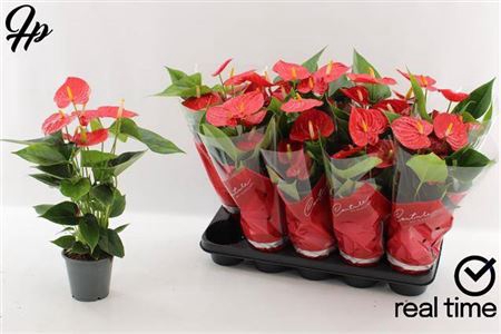 <h4>Anthurium (Andreanum Grp) Esudo</h4>