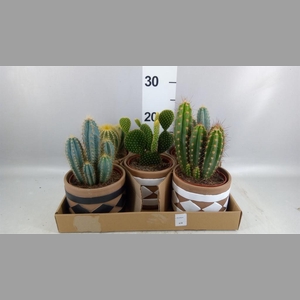 Cactus   ...