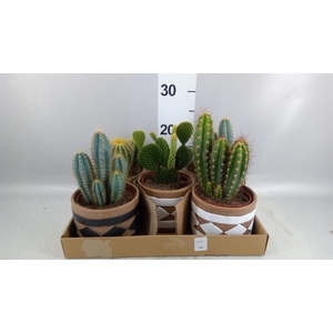 Cactus   ...
