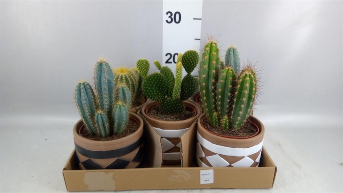<h4>Cactus   ...</h4>