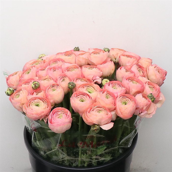 <h4>Ran Su Sr Venere I</h4>