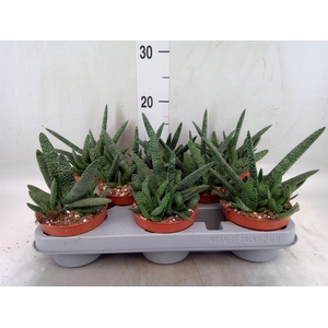 Gasteria carinata var. verrucosa