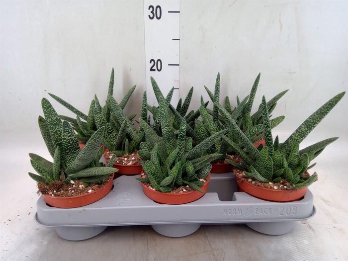 <h4>Gasteria carinata var. verrucosa</h4>