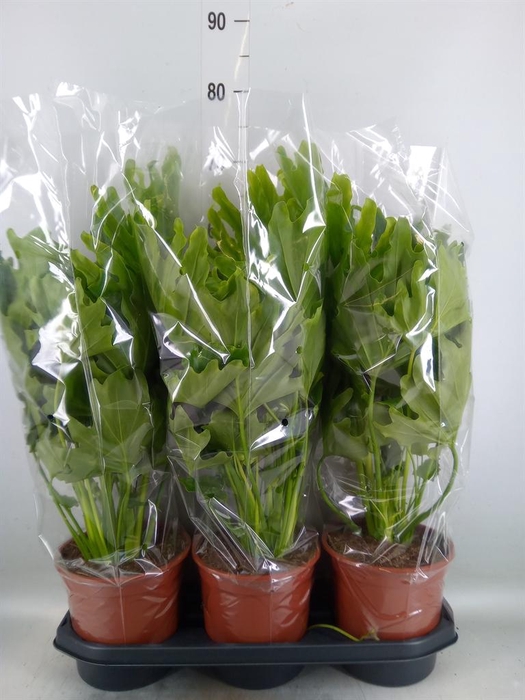 <h4>Philodendron   ...</h4>