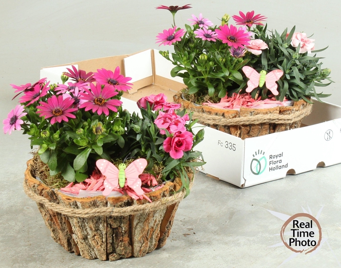 <h4>ARR TUINPLANTEN</h4>