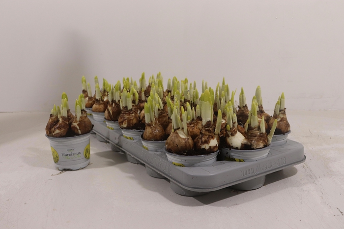 <h4>NARC O TETE A TETE</h4>