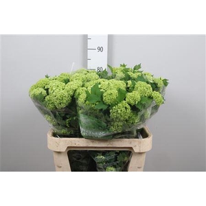 Viburnum Roseum St 4+