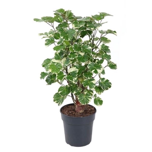 Polyscias scutellaria 'Balfourii'