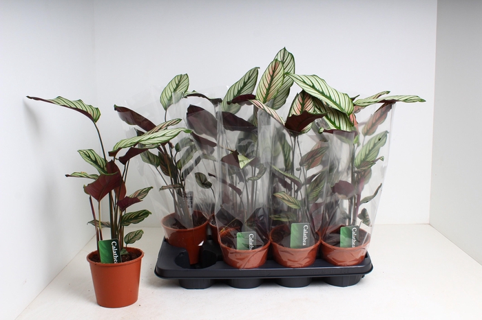 <h4>CALAT MA WHITESTAR</h4>