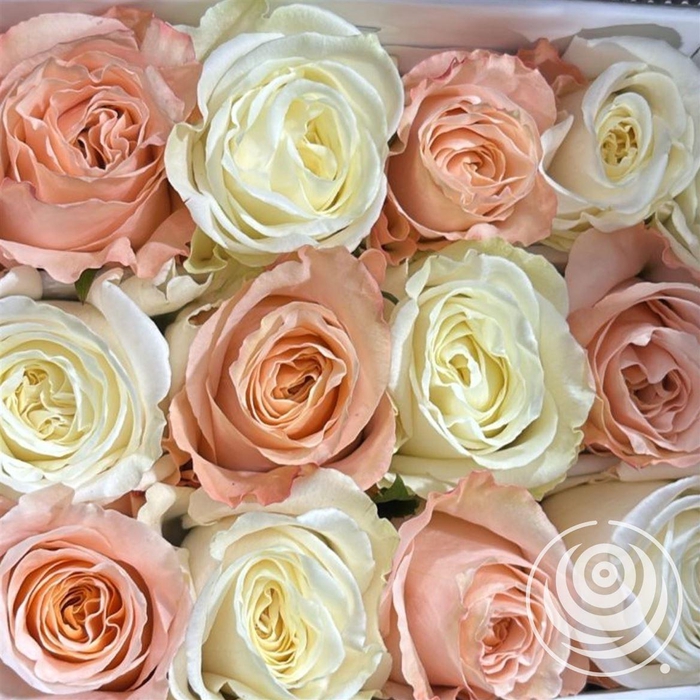 <h4>R Eq Rainbow Shimmer & Playa Bl</h4>