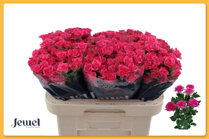 <h4>ROSA TR 'LIANNE'</h4>