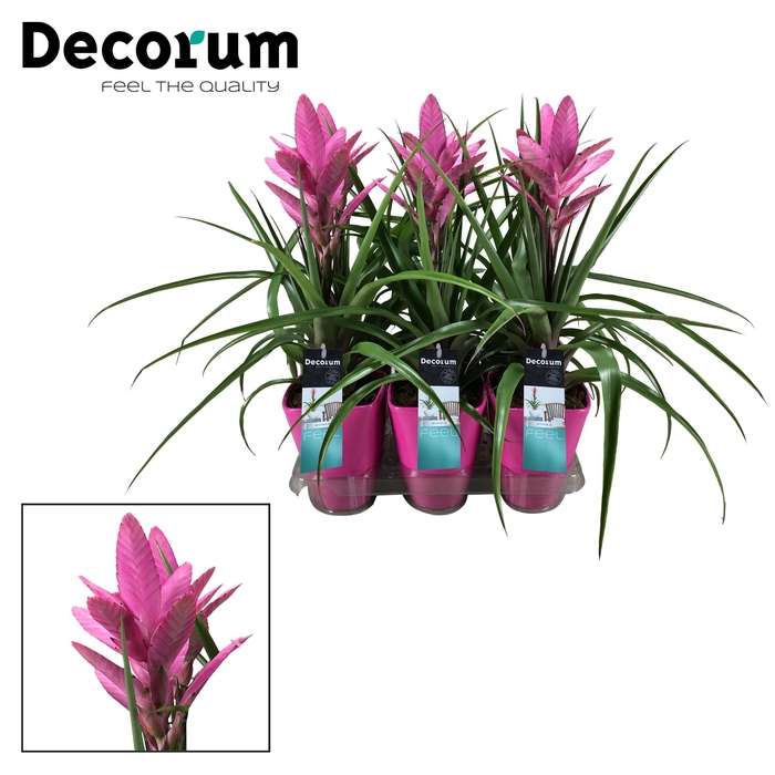 <h4>Tillandsia Amira Luxe Keramiek (Decorum)</h4>