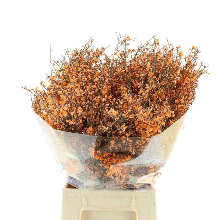 <h4>GENISTA KLB BS H%</h4>