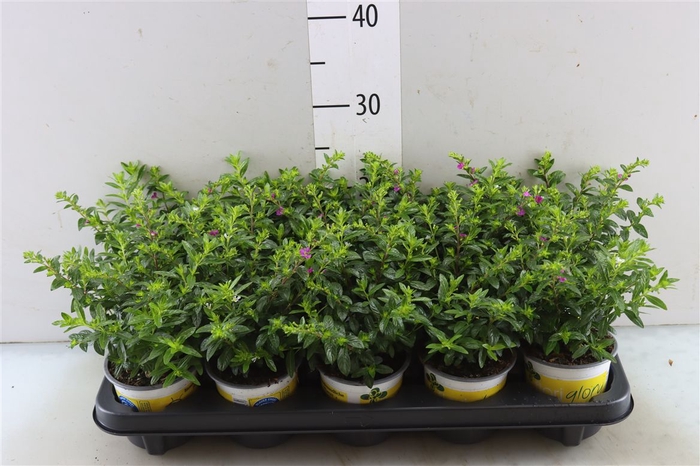 <h4>Cuphea Hyssopifolia Floriglory Twin Rot/weiss</h4>