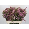 Chamelaucium Kerryn