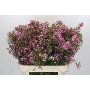 Chamelaucium Kerryn