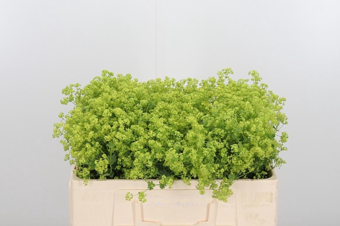 <h4>Alchimella Robusta</h4>