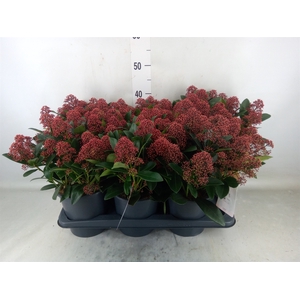 Skimmia jap. 'Rubella'