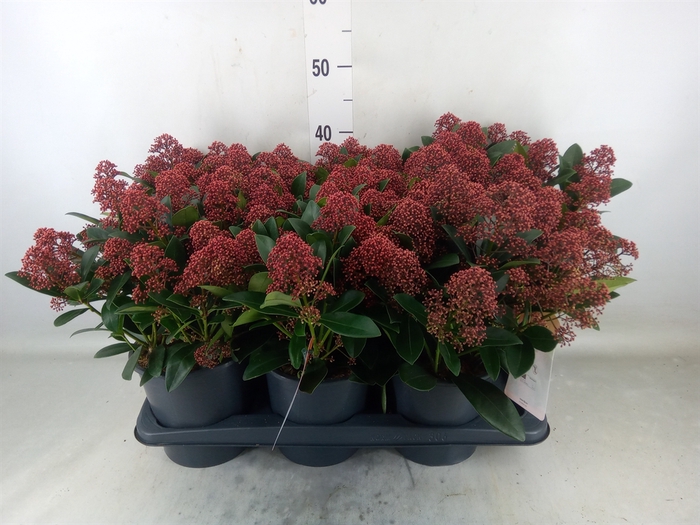 <h4>Skimmia jap. 'Rubella'</h4>