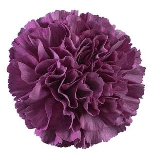 <h4>DI ST COBALT THRILL</h4>