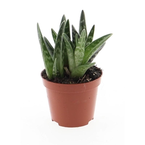 Aloe Variegata