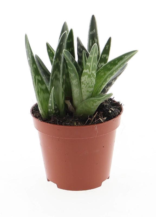 <h4>Aloe Variegata</h4>
