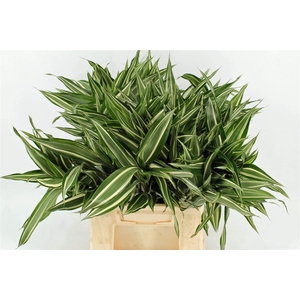 Drac Sand Victory 52cm