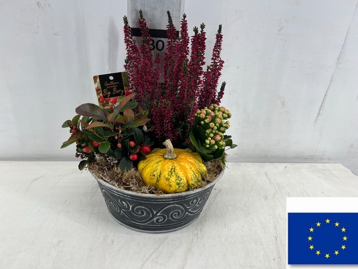 <h4>ARR TUINPLANTEN</h4>