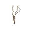 Syringa Branch Extra Langlais
