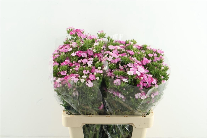 <h4>Di Barb Neon Rose Magic</h4>