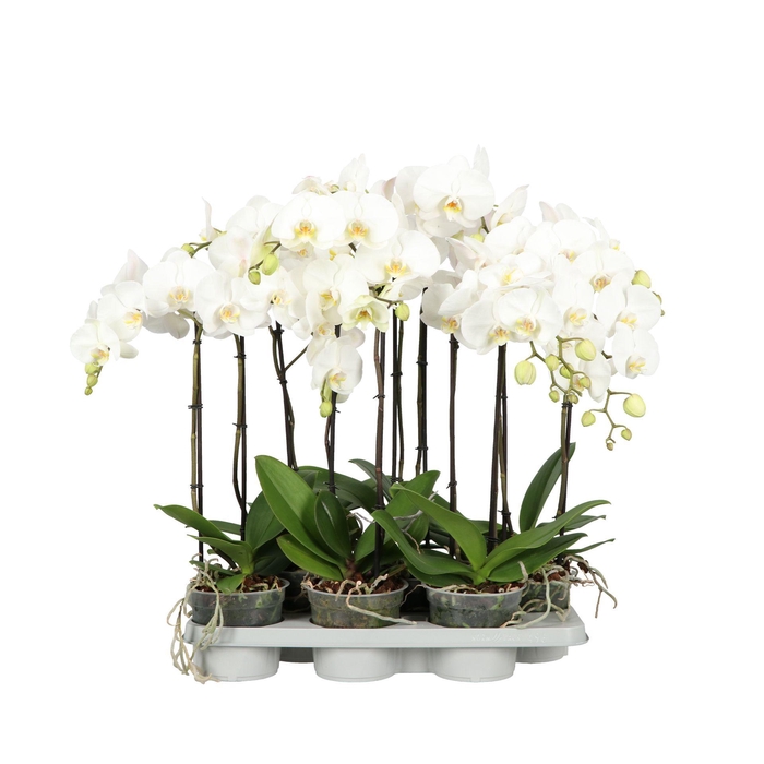 <h4>King P15 A2 White</h4>